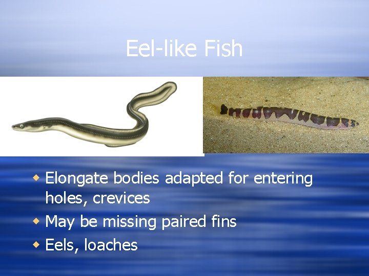 Eel-like Fish w Elongate bodies adapted for entering holes, crevices w May be missing
