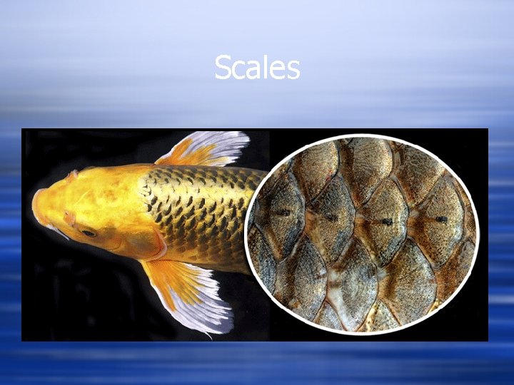 Scales 