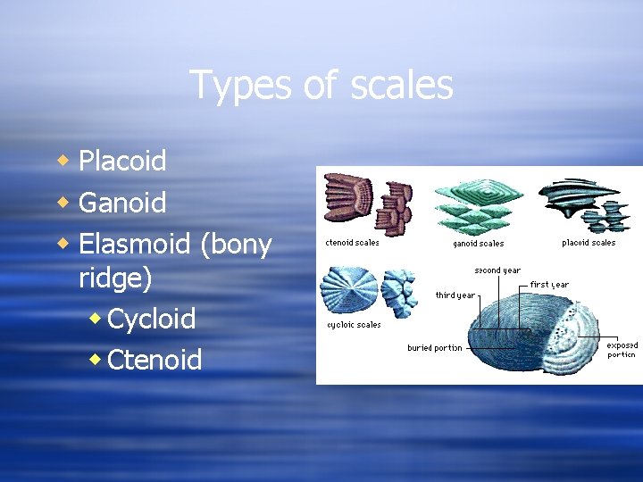 Types of scales w Placoid w Ganoid w Elasmoid (bony ridge) w Cycloid w