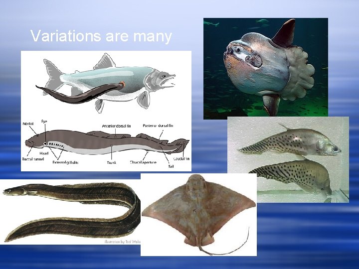 Variations are many 