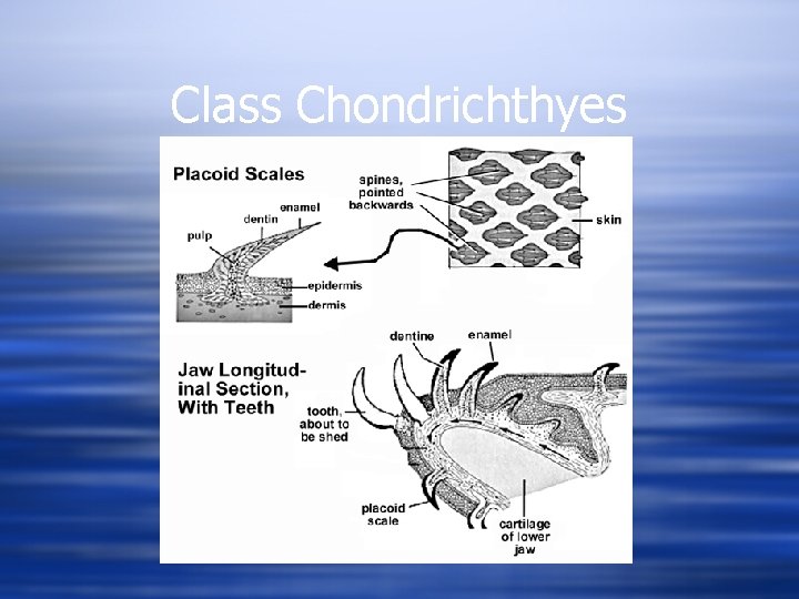 Class Chondrichthyes 