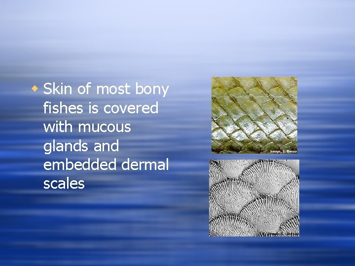 w Skin of most bony fishes is covered with mucous glands and embedded dermal