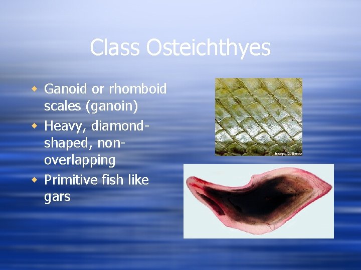 Class Osteichthyes w Ganoid or rhomboid scales (ganoin) w Heavy, diamondshaped, nonoverlapping w Primitive