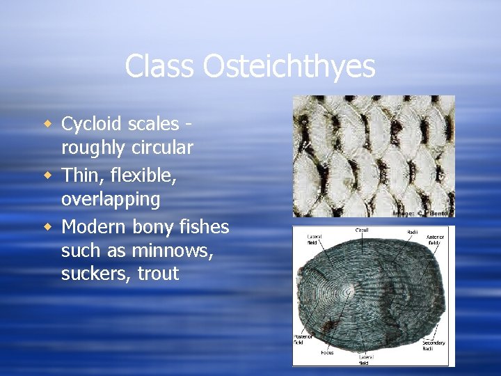 Class Osteichthyes w Cycloid scales roughly circular w Thin, flexible, overlapping w Modern bony