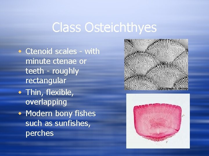 Class Osteichthyes w Ctenoid scales - with minute ctenae or teeth - roughly rectangular