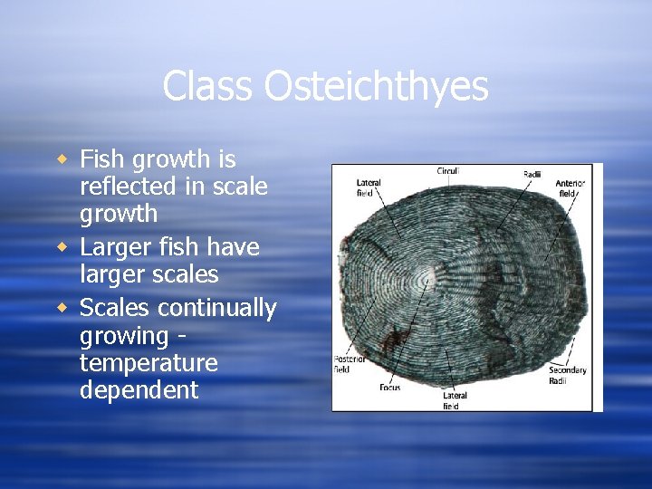 Class Osteichthyes w Fish growth is reflected in scale growth w Larger fish have