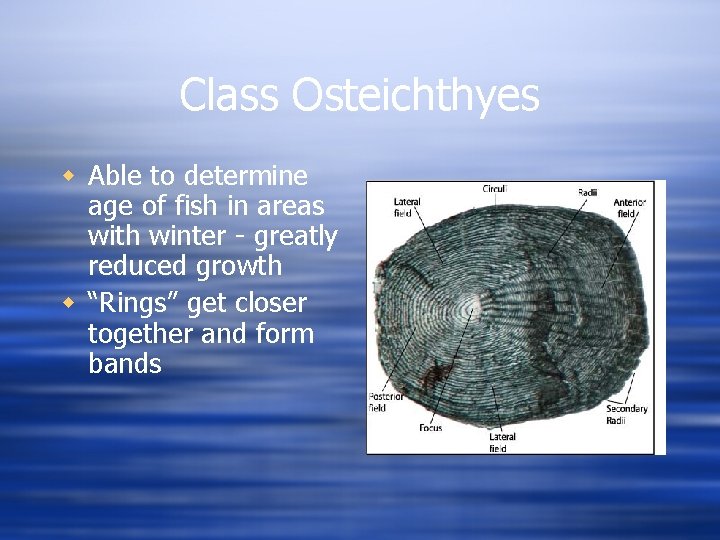 Class Osteichthyes w Able to determine age of fish in areas with winter -