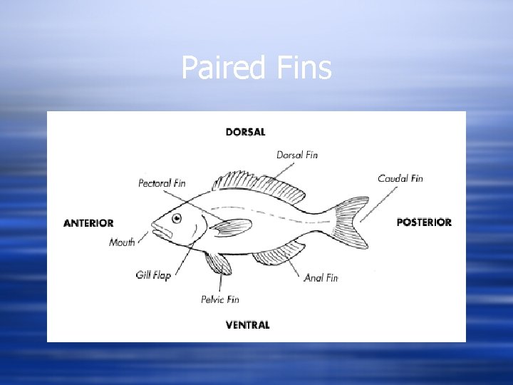 Paired Fins 