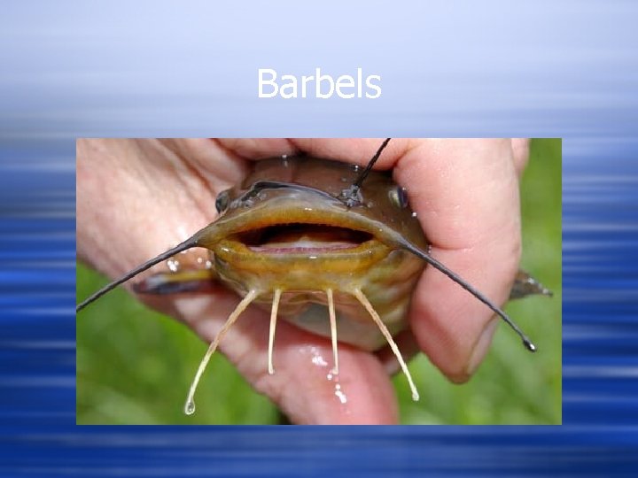 Barbels 