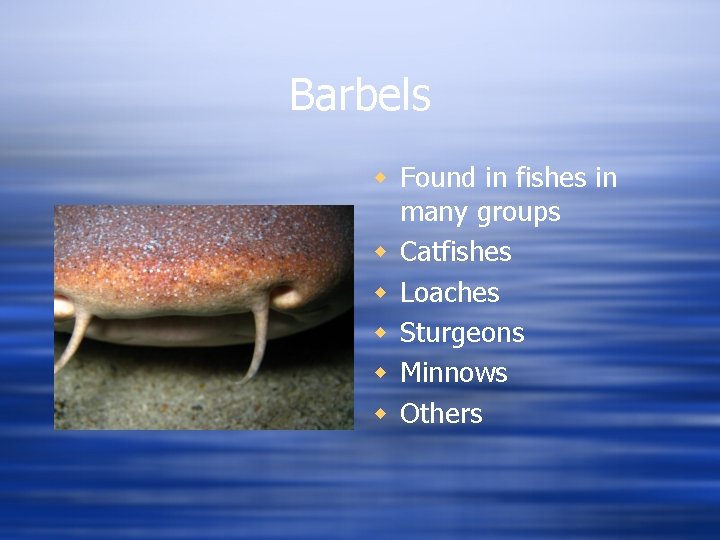 Barbels w Found in fishes in many groups w Catfishes w Loaches w Sturgeons