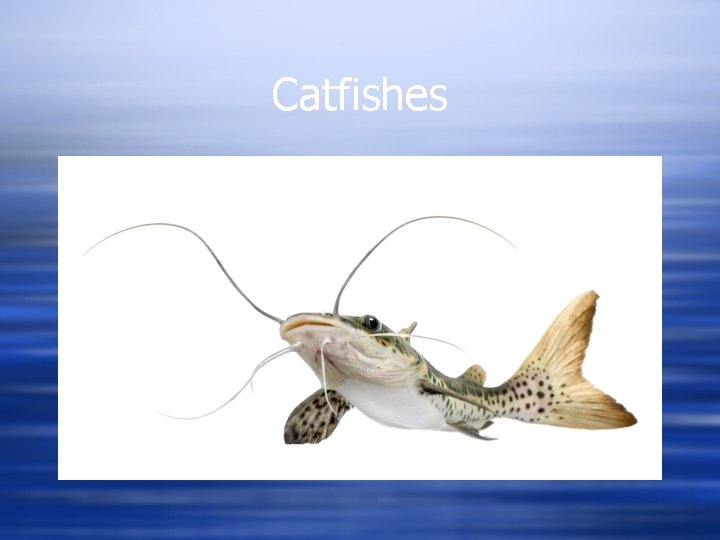 Catfishes 