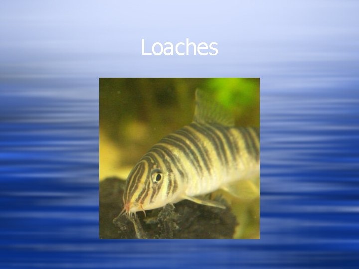Loaches 
