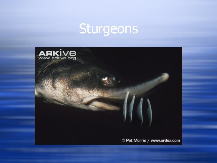 Sturgeons 