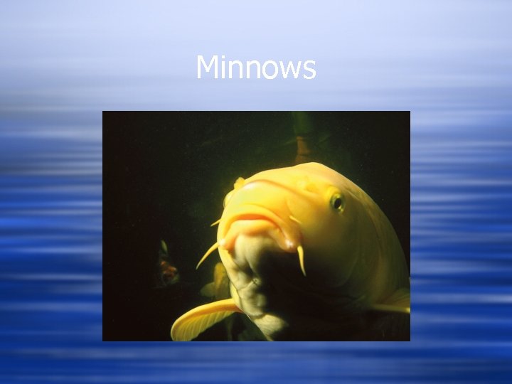 Minnows 