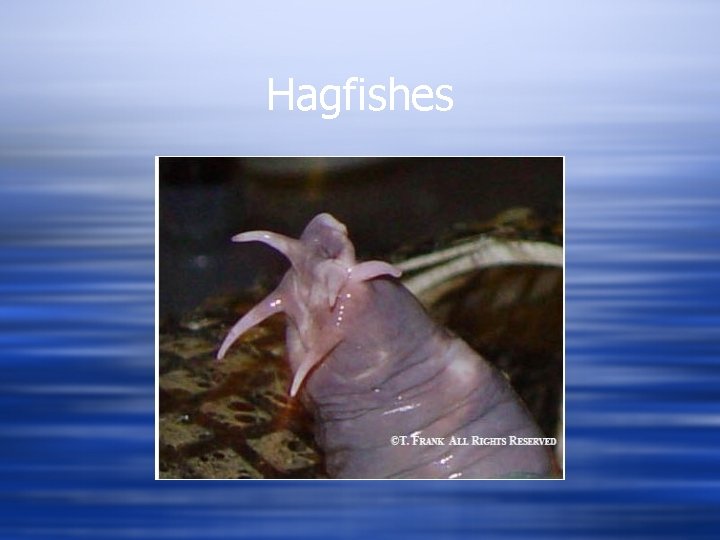Hagfishes 