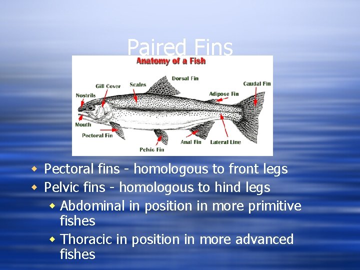 Paired Fins w Pectoral fins - homologous to front legs w Pelvic fins -