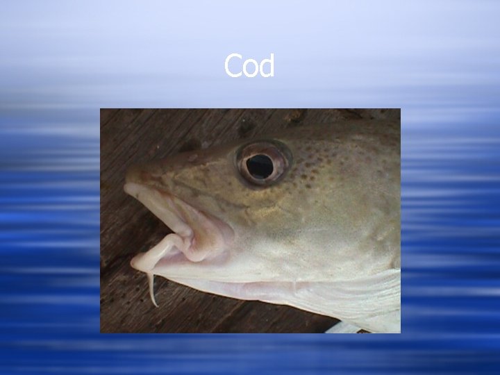 Cod 
