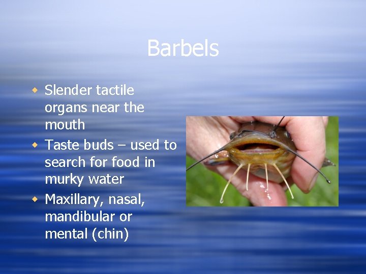 Barbels w Slender tactile organs near the mouth w Taste buds – used to