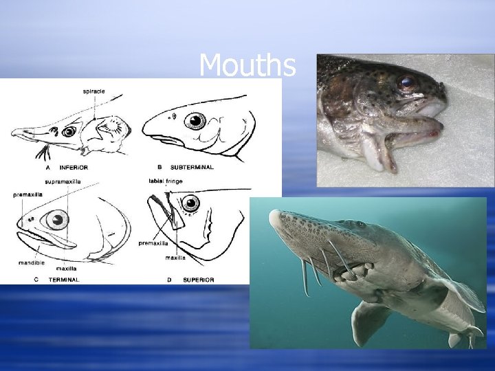 Mouths 