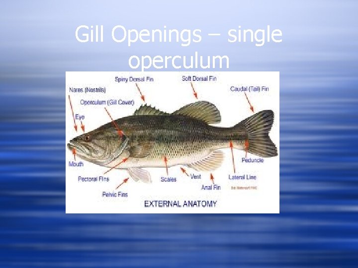 Gill Openings – single operculum 