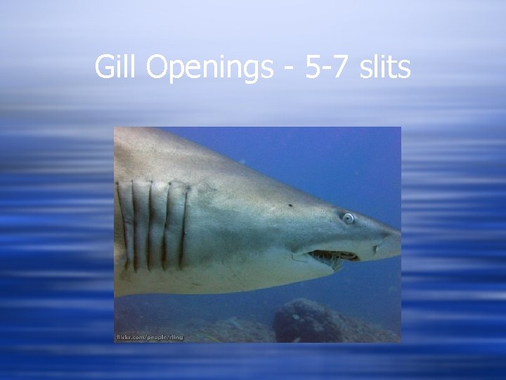 Gill Openings - 5 -7 slits 