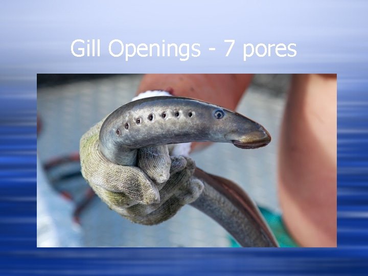 Gill Openings - 7 pores 