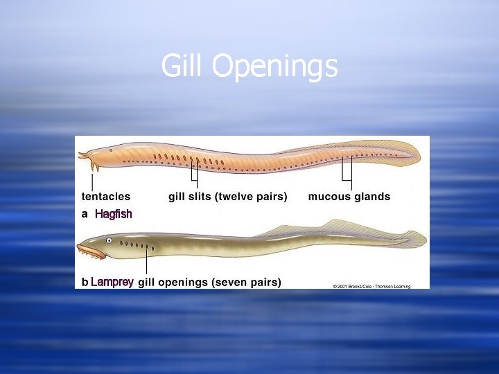 Gill Openings 