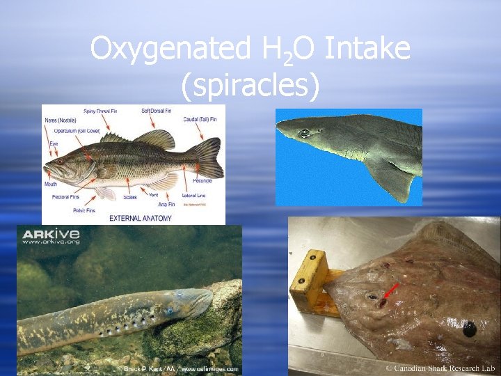Oxygenated H 2 O Intake (spiracles) 