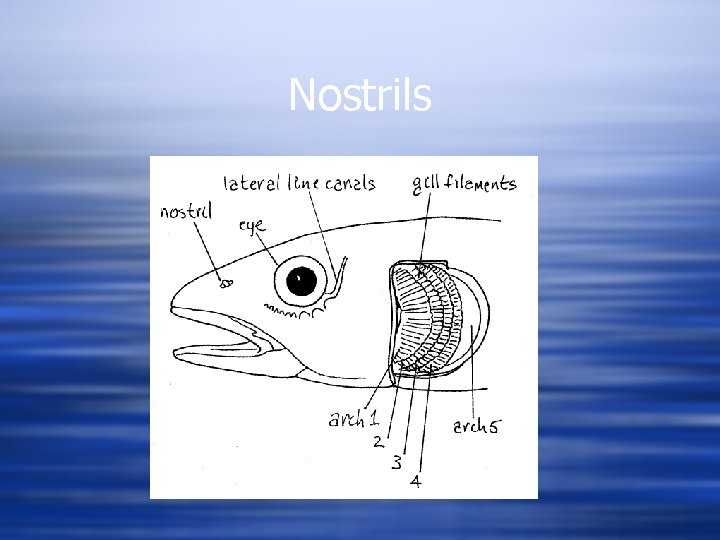 Nostrils 