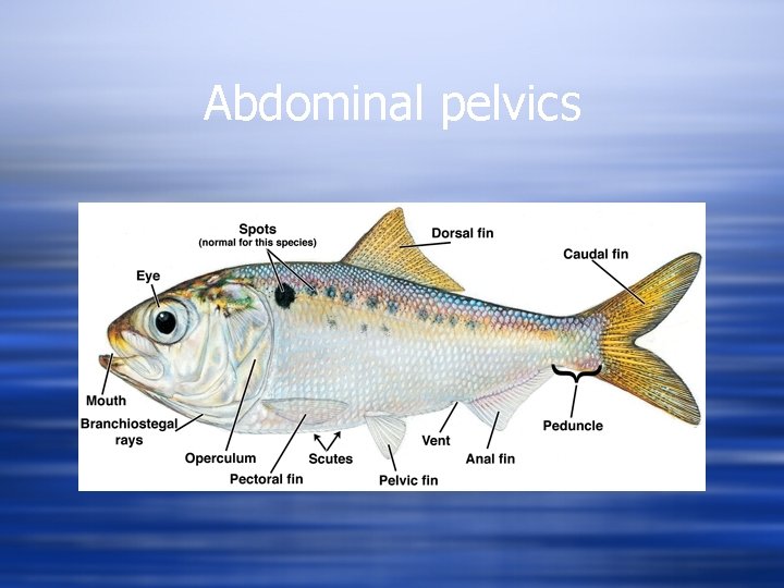 Abdominal pelvics 