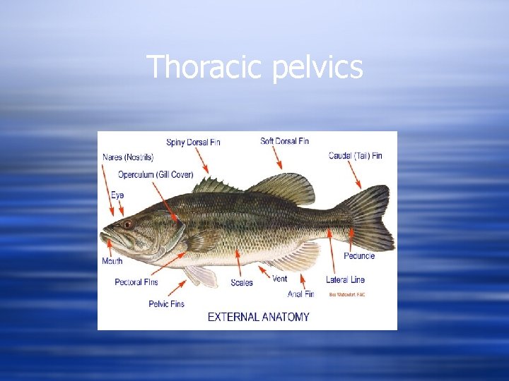 Thoracic pelvics 