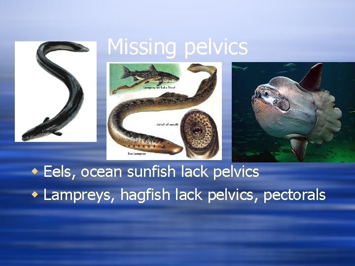Missing pelvics w Eels, ocean sunfish lack pelvics w Lampreys, hagfish lack pelvics, pectorals