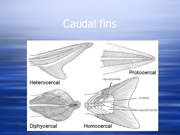 Caudal fins 