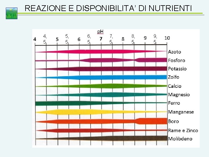 REAZIONE E DISPONIBILITA’ DI NUTRIENTI 4, 5 5, 5 6, 5 7, 5 8,