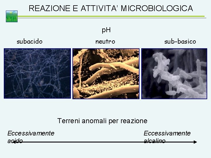 REAZIONE E ATTIVITA’ MICROBIOLOGICA p. H subacido neutro sub-basico Terreni anomali per reazione Eccessivamente
