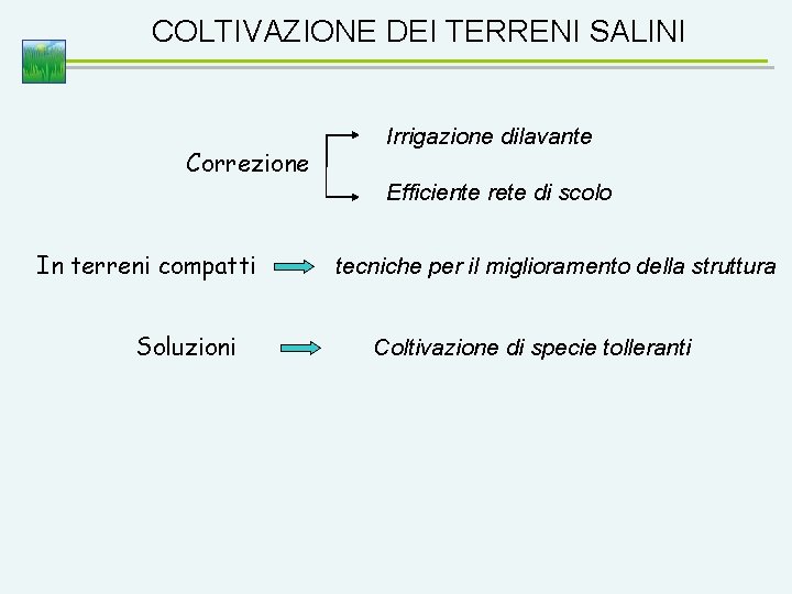 COLTIVAZIONE DEI TERRENI SALINI Correzione Irrigazione dilavante Efficiente rete di scolo In terreni compatti