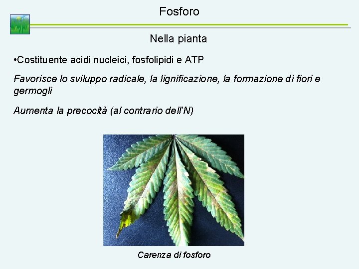 Fosforo Nella pianta • Costituente acidi nucleici, fosfolipidi e ATP Favorisce lo sviluppo radicale,