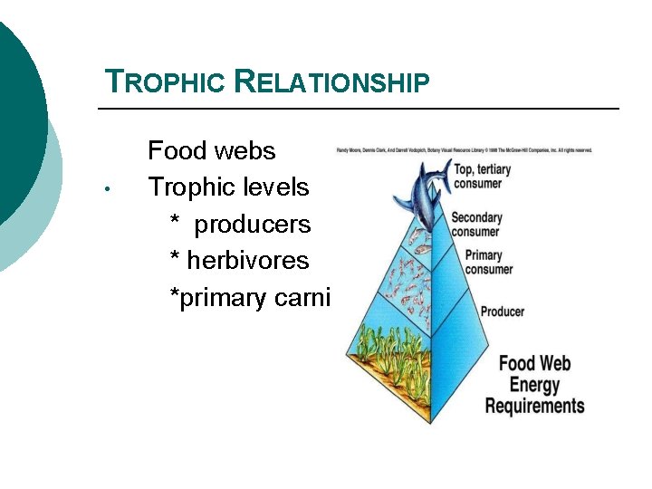 TROPHIC RELATIONSHIP • Food webs Trophic levels * producers * herbivores *primary carnivores 