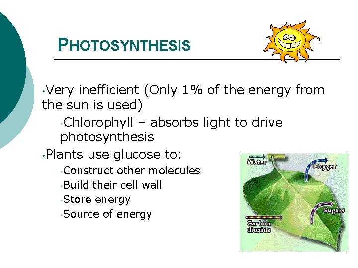 PHOTOSYNTHESIS • Very inefficient (Only 1% of the energy from the sun is used)