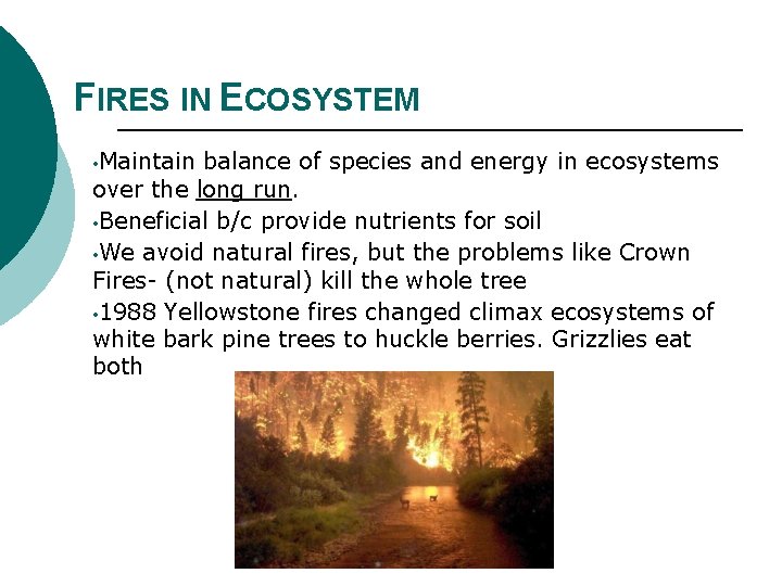 FIRES IN ECOSYSTEM • Maintain balance of species and energy in ecosystems over the