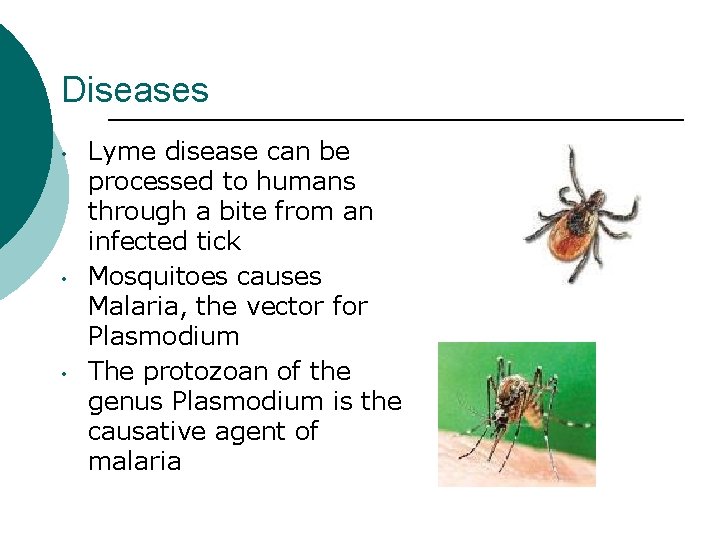 Diseases • • • Lyme disease can be processed to humans through a bite