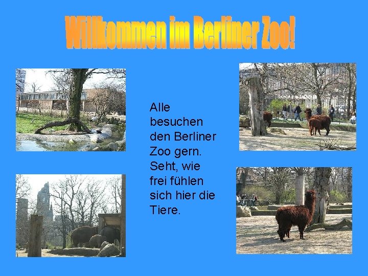 Alle besuchen den Berliner Zoo gern. Seht, wie frei fühlen sich hier die Tiere.