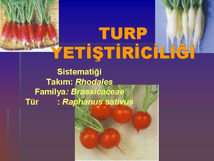 TURP YETİŞTİRİCİLİĞİ Sistematiği Takım: Rhodales Familya: Brassicaceae Tür : Raphanus sativus 
