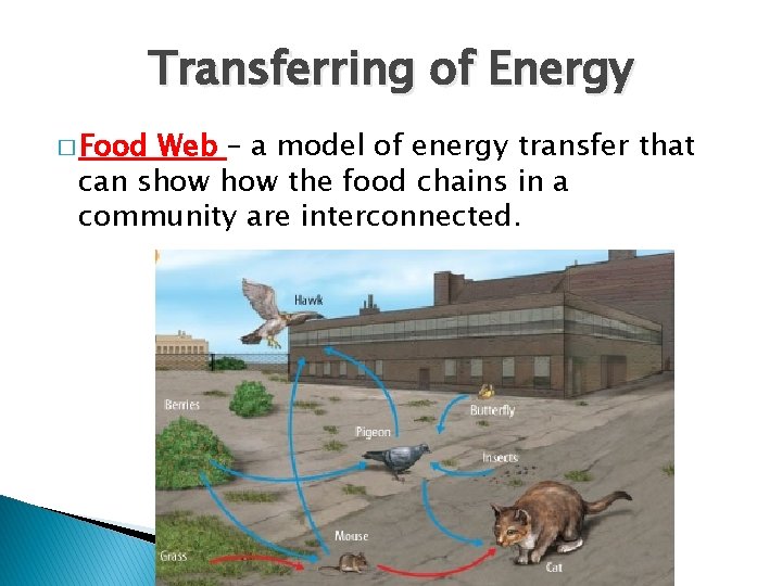 Transferring of Energy � Food Web – a model of energy transfer that can