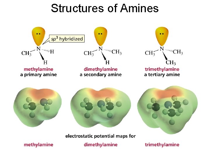 Structures of Amines 