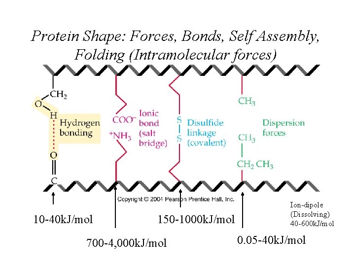 Protein Shape: Forces, Bonds, Self Assembly, Folding (Intramolecular forces) 10 -40 k. J/mol 150