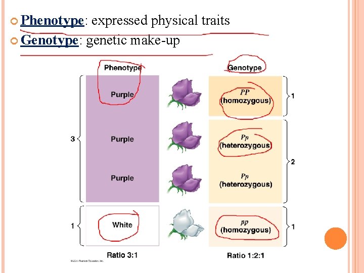  Phenotype: expressed physical traits Genotype: genetic make-up 