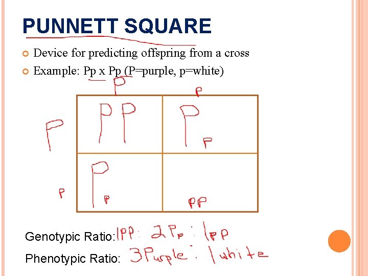 PUNNETT SQUARE Device for predicting offspring from a cross Example: Pp x Pp (P=purple,