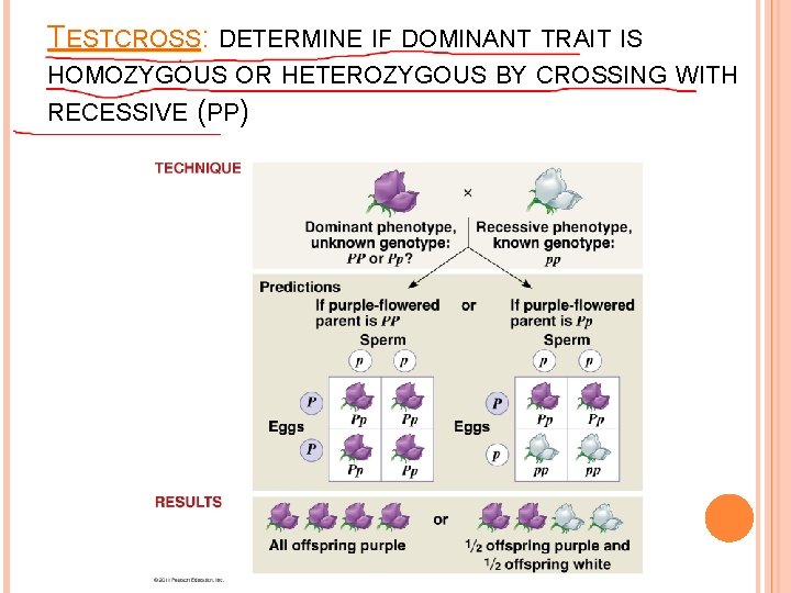 TESTCROSS: DETERMINE IF DOMINANT TRAIT IS HOMOZYGOUS OR HETEROZYGOUS BY CROSSING WITH RECESSIVE (PP)