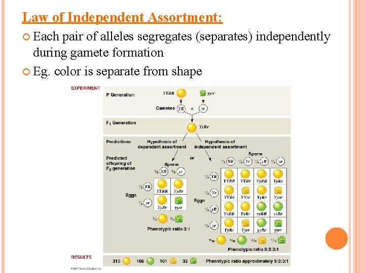 Law of Independent Assortment: Each pair of alleles segregates (separates) independently during gamete formation